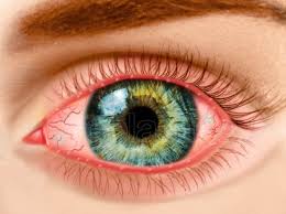 Image result for Blepharis gazensis