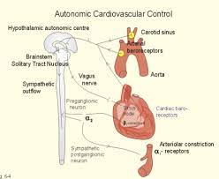 Lecture 9 Sympathetic Nervous System And The Renin Angioetensin System Flashcards Quizlet