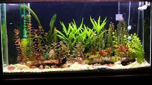 Check spelling or type a new query. Aquarium Plants Real Or Artificial