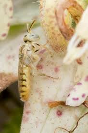 Image result for Isoglossa perdita