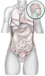 Muscle diagram female body names. Visceral Manipulation