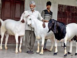 Slaughter of goats by beautiful women. Rs 22 Lakh Exotic Goats For Eid Lucknow Trader Makes A Killing Lucknow News Times Of India