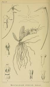 Image result for Mystacidium venosum