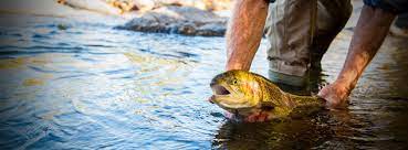 186 fisheries jobs available in virginia on indeed.com. Virginia Department Of Game And Inland Fisheries Conserve Connect Protect Linkedin