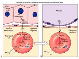 Pin On Chapter 22 Respiratory