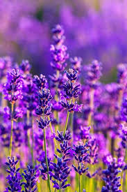 Accanthus radiates sensibility and reveals a. Best Flowers For Your Star Sign Zodiac