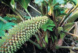 Image result for Gunnera