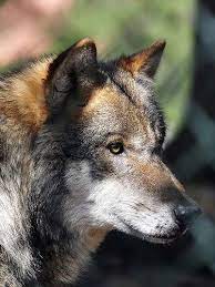 wolfportrait1 96dpi wolf wolf head wolf quotes