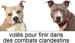 Rien ne va plus entre une partie de la communauté musulmane de gennevilliers (92) et les un lieu de prière ouvert il y a plus de trente ans doit être démoli pour être transformé en fourrière. Victoire De La Petition Stop Aux Vols De Chiens A La S P A De Gennevilliers