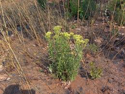 Image result for Microglossa