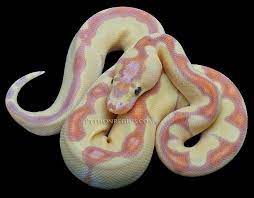 Wow Doesn T Look Real Banana Enchi Clown Ball Python Ball Python Morphs Reticulated Python