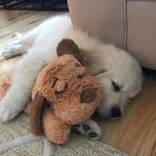 All for paws snuggle sheep pet behavioral aid toy dog puppy heart beat warm plush toy (double heartbeat). Smartpetlove Snuggle Puppy Behavioral Aid Toy Biscuit Dog Onogo