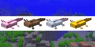 Axolotls can be one of five colors: All Axolotl Colors In Minecraft Games Predator