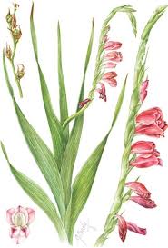 Image result for Stathmostelma pauciflorum