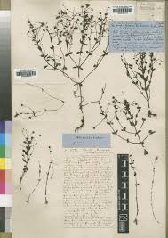 Image result for Manulea conferta