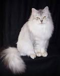 Siberian Cat Breed Profile | Petfinder