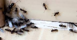 La fourmilière a pour but de protéger la ou les reines et le couvain. Les Fourmis M Envahissent Ilovemygarden