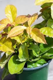 Image result for Pereskia aculeata