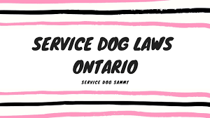Need a service dog but aren't sure how to pay for one? Service Dog Laws Ontario Youtube