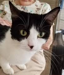 View all cats & kittens for adoption and sort by closest to you so you can find the perfect kitty quickly. Hope All Adoptable Cats