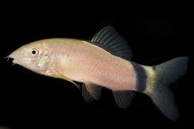 Picture Of Skunk Botia Lrg Yasuhikotakia Morleti Aquarium Fish Fresh Water Fish Tank Tropical Fish
