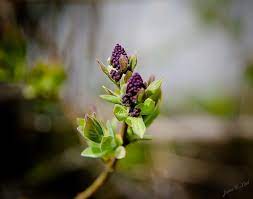 Tiny Lilac Flower Buds By Jaime Lind Lilac Flowers Flower Bud Lilac