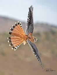 Hawk In Flight Birds Of Prey Beautiful Birds Pet Birds