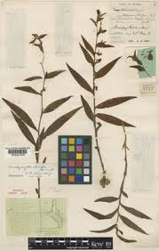 Image result for Brachycorythis buchananii