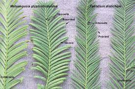 Reddit gives you the best of the internet in one place. Dawn Redwood Oregon State Univ Landscape Plants Plants Landscaping Plants Cypress Tree
