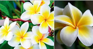 Stunning flowers wallpapers for free download. Top 10 Most Beautiful Flowers In The World 2017 2018 Trendingtopmost