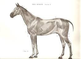 Horse Side View Musculature Horses Anatomy For Artists Animal Anatomy