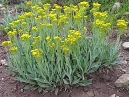 Image result for Senecio consanguineus