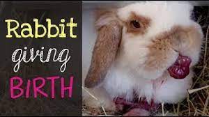 Holland Lop Rabbit Giving Birth Youtube