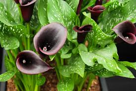 Find fort worth florist reviews and more on blooms near me. 40 Black Flowers And Plants Hgtv