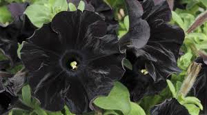 Fortunately, there are more than 300 natural parks, reserves, and gardens across the country protecting what can be protected. World S First Black Flower Created Channel 4 News