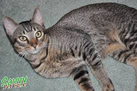 Black And Grey Tabby Cat Personality The Glorious Tabby Cat Pets Cat Facts Cats