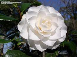 This Is Another Japanese Camellia Camellia Japonica Called Sea Foam Yes I Want This In My Future Garden Too H Japanese Flowers Camellia Camellia Flower