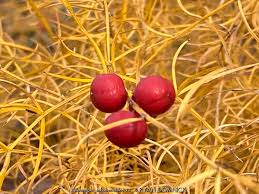 Image result for Asparagus schroederi