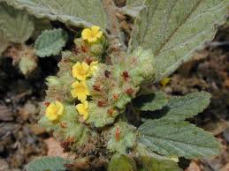Image result for Waltheria
