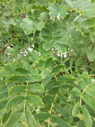 Image result for Albizia glaberrima