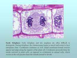 Maybe you would like to learn more about one of these? Mitosis And Meiosis Presentation And Image Set Ppt Video Online Download