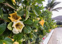 La copa de oro recibe su nombre del botánico sueco del siglo xviii daniel carlsson solander. Flor Y Hojas De Solandra Maxima Copa De Oro Caliz De Oro Seto Que Se Extiende A Lo Largo De Una Calle En Gran Canaria Espana Fotos Retratos Imagenes Y Fotografia De