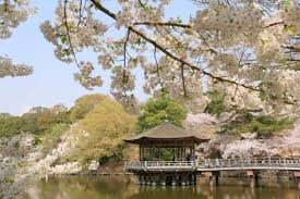 Bunga sakura biasanya mekar pada musim semi, yakni antara akhir bulan maret sampai akhir bulan juni. Melihat Pemandangan Bunga Sakura Nara Yang Asli Di Jepang Zekkei Japan