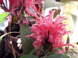 Image result for Justicia sp. A cf. engleriana