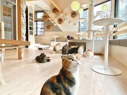 2025年最新】京都で知っておきたい猫カフェおすすめ5選！口コミ評判で人気のお店をご紹介 - かんでんWITH YOU