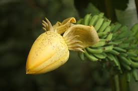 Image result for Musaceae