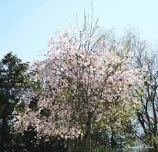 Regarding this, what type of cherry trees are in washington dc? Weeping Tree Growing Straight How To Fix A Non Weeping Cherry Tree