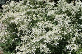 Image result for Clematis recta atropurpurea
