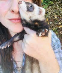 This poor boy came to us with all these ticks