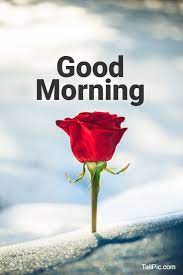 Maybe you would like to learn more about one of these? 35 Best Good Morning Flowers Images Tailpic